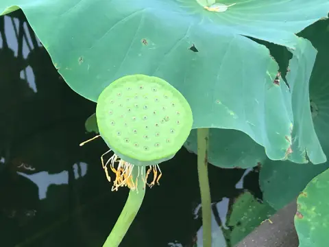 花が落ちた蓮の花